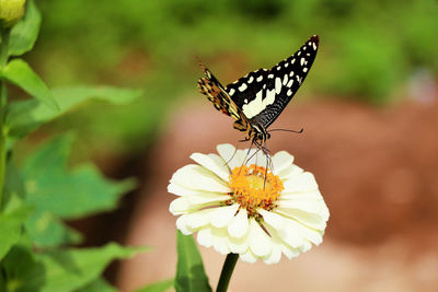 Close-up of butterfly pollinating on flower