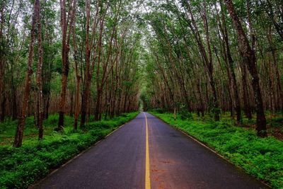 Road amidst trees in forest