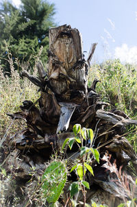 Close-up of plants on field