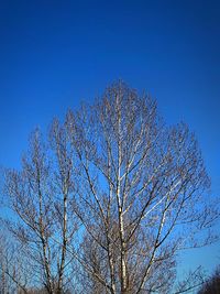 Low angle view of bare tree against blue sky