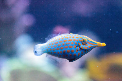 Close-up of fish swimming in tank at aquarium