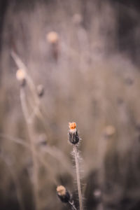 Close-up of flower against blurred background