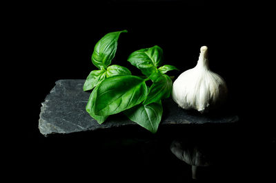 Close-up of plant over black background