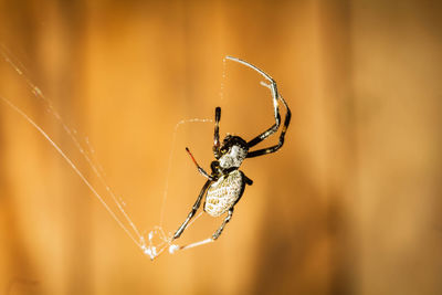 Close-up of spider on web