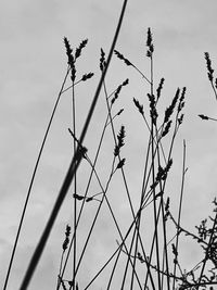 Low angle view of silhouette plants against sky