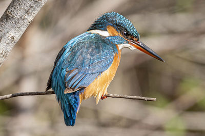 Close-up of bird perching on a branch