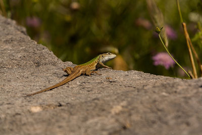 Close-up of lizard on rock