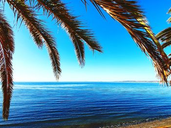 Palm trees on beach against clear blue sky