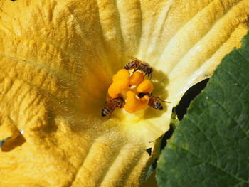 Close-up of insect on yellow flower