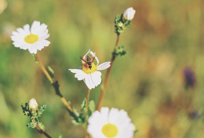 Close-up of bee pollinating on flower