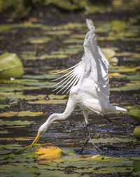 Seagull perching on a lake