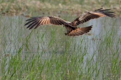 Close-up of eagle flying over grass