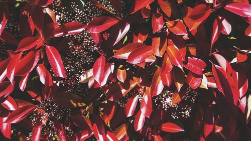 Full frame shot of red leaves