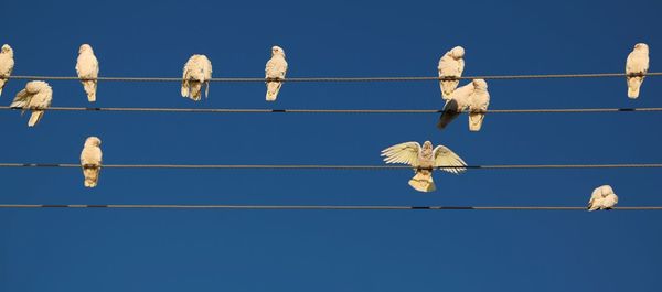 Low angle view of birds perching on cable against clear blue sky