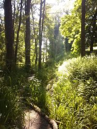 Trees in forest