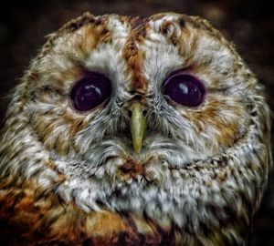 Close-up portrait of owl