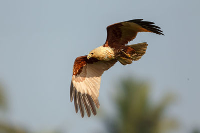 Low angle view of eagle flying against sky