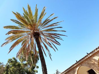 Low angle view of palm tree against clear blue sky