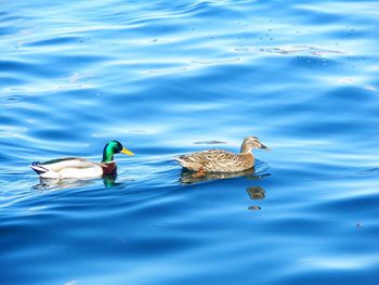 Ducks swimming in lake