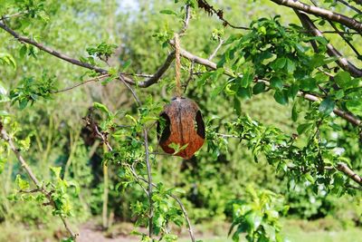 Close-up of plant growing in forest