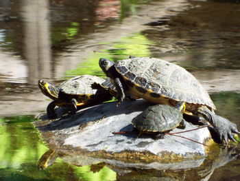 Turtles on a lake