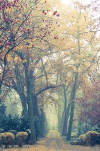 Trees in forest