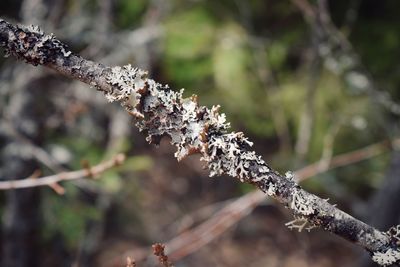 Close-up of tree branch