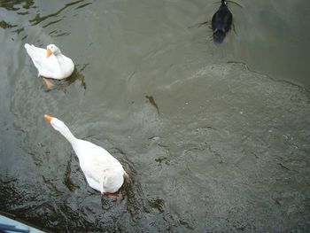 High angle view of ducks swimming on lake