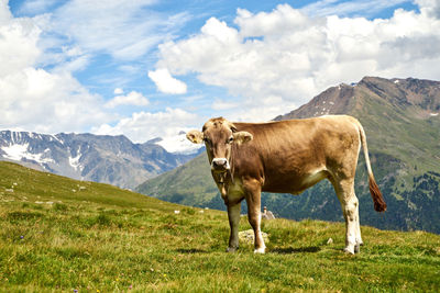 Horse on field against mountain range