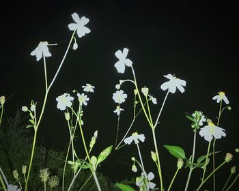 Close-up of white flowers against sky