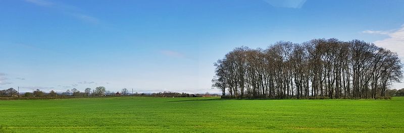 Trees on field against blue sky