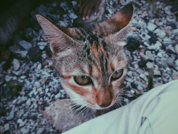 Close-up portrait of cat