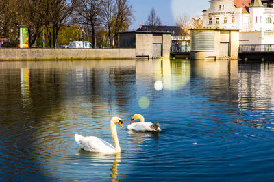 Swans swimming in lake