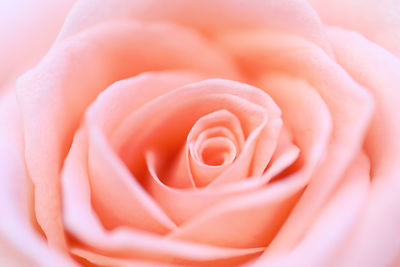 Close-up of rose