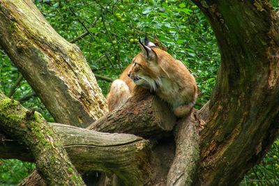 Sheep sitting on tree trunk in forest