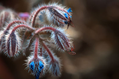 Extreme close up of thistle