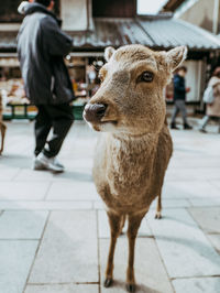 Close-up of goat