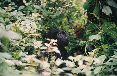 View of sheep on plant