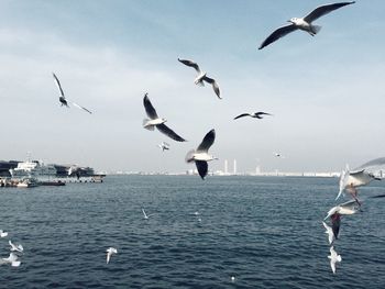 Seagulls flying over sea