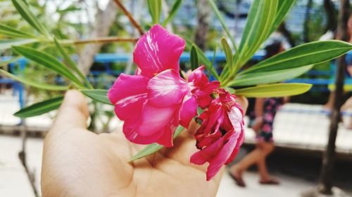 Close-up of hand holding pink flower