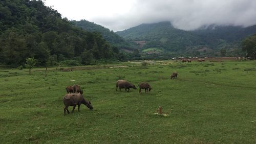 Cows grazing on field against sky