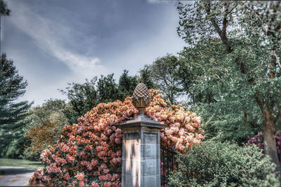 Low angle view of flowering tree by building against sky