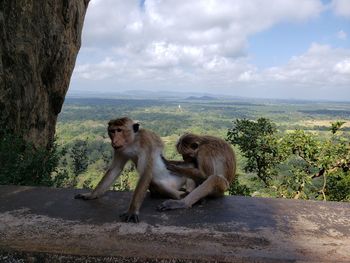 Monkey sitting on a tree