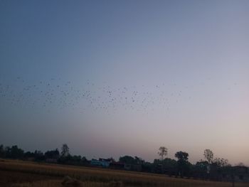 Birds flying in the sky