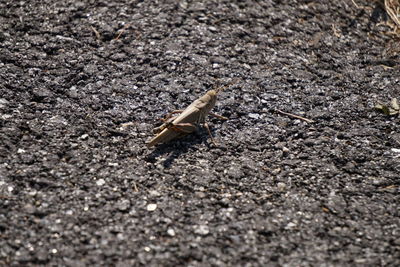 Close-up of insect on ground