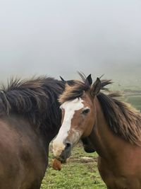 Horse standing against sky