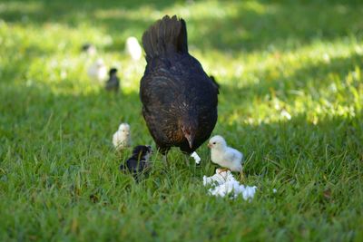 View of a hen on field