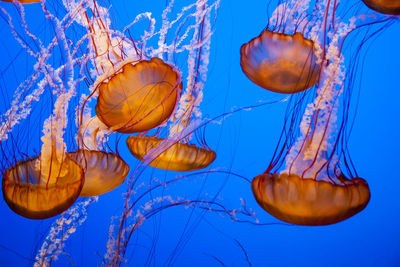 View of jellyfish swimming in sea