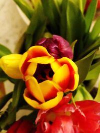 Close-up of flowers blooming outdoors