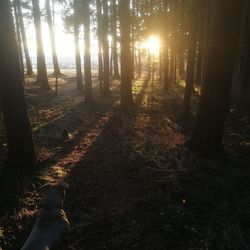 Low section of trees in forest